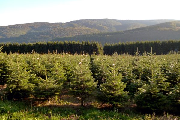 Nordmanntanne markiert - Weihnachtsbäume aus dem Sauerland