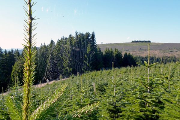 Spitze Nordmanntanne mit Ausblick - Weihnachtsbäume aus dem Sauerland