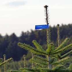 Online Anfrage Weihnachtsbäume kaufen