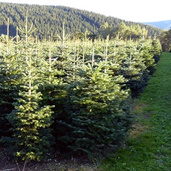 Weihnachtsbäume aus dem Sauerland Teaser