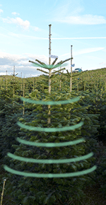 Standardbaum Nadelholzkulturen Osebold