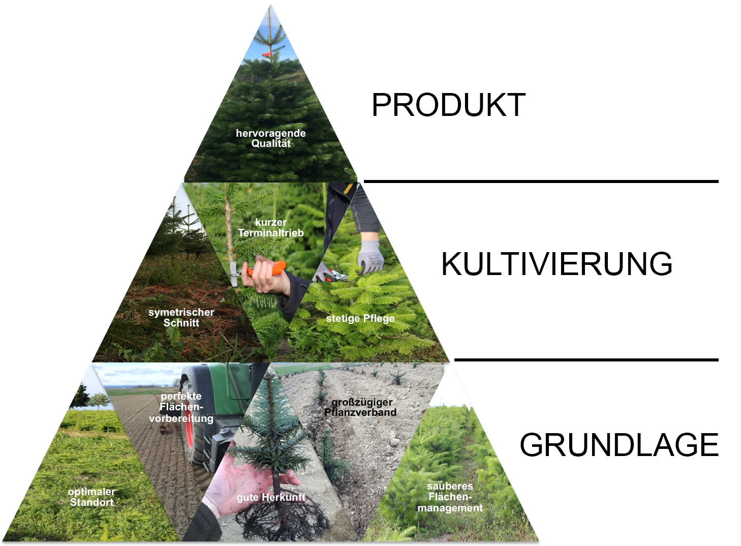 Produktionspyramide Nadelholzkulturen Osebold - Weihnachtsbäume aus dem Sauerland