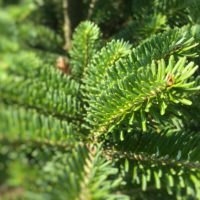 Frasertanne Weihnachtsbaum Tannenart als Detailaufnahme