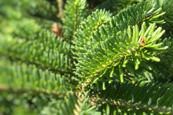 Frasertanne Weihnachtsbaum Tannenart als Detailaufnahme