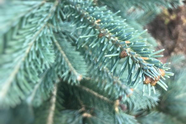 Korktanne Weihnachtsbaum Tannenart als Detailaufnahme