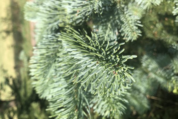 Nobilis Weihnachtsbaum Tannenart als Detailaufnahme