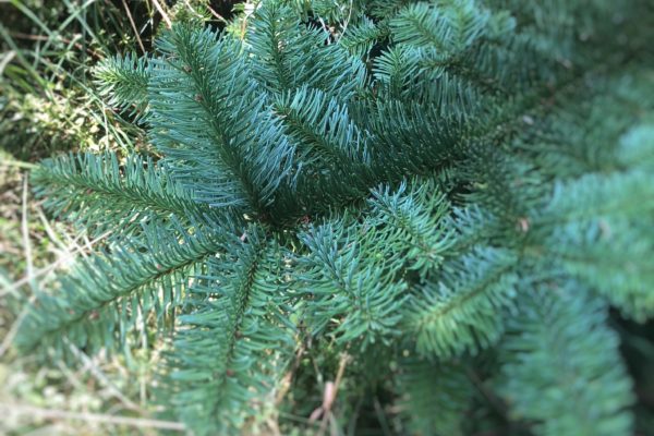 Nobilis Weihnachtsbaum Tannenart als Nahaufnahme