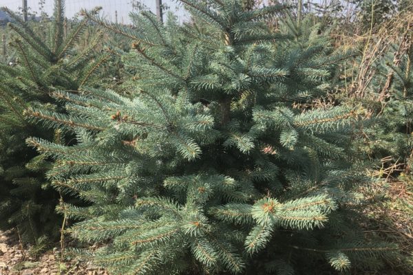 Blaufichte auf dem Weihnachtsbaum-Feld