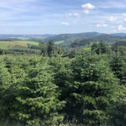 startseite-unsere-baeume